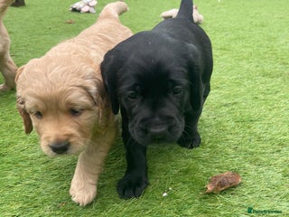Cockerdor dogs for sale: Cocker Retriever aka Cockerdor bundles of joy - Advert 1