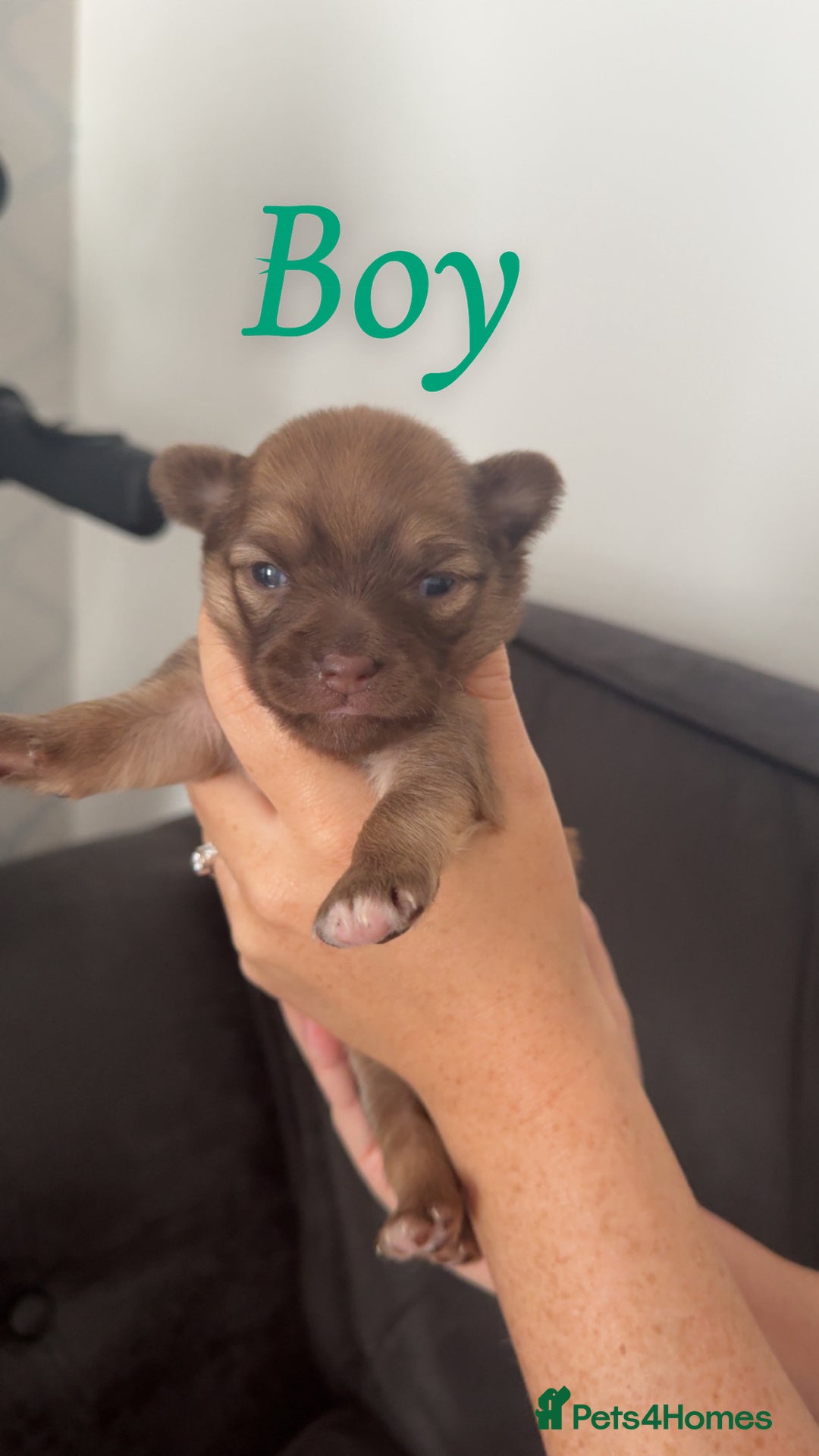 Chihuahua dogs for sale: Chihuahua puppies  - Image 13