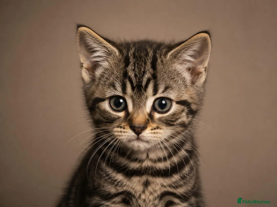 Mixed Breed cats for sale: Kittens  - Advert 10