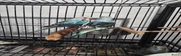 Budgerigars birds for sale: Baby Budgies - Advert 3