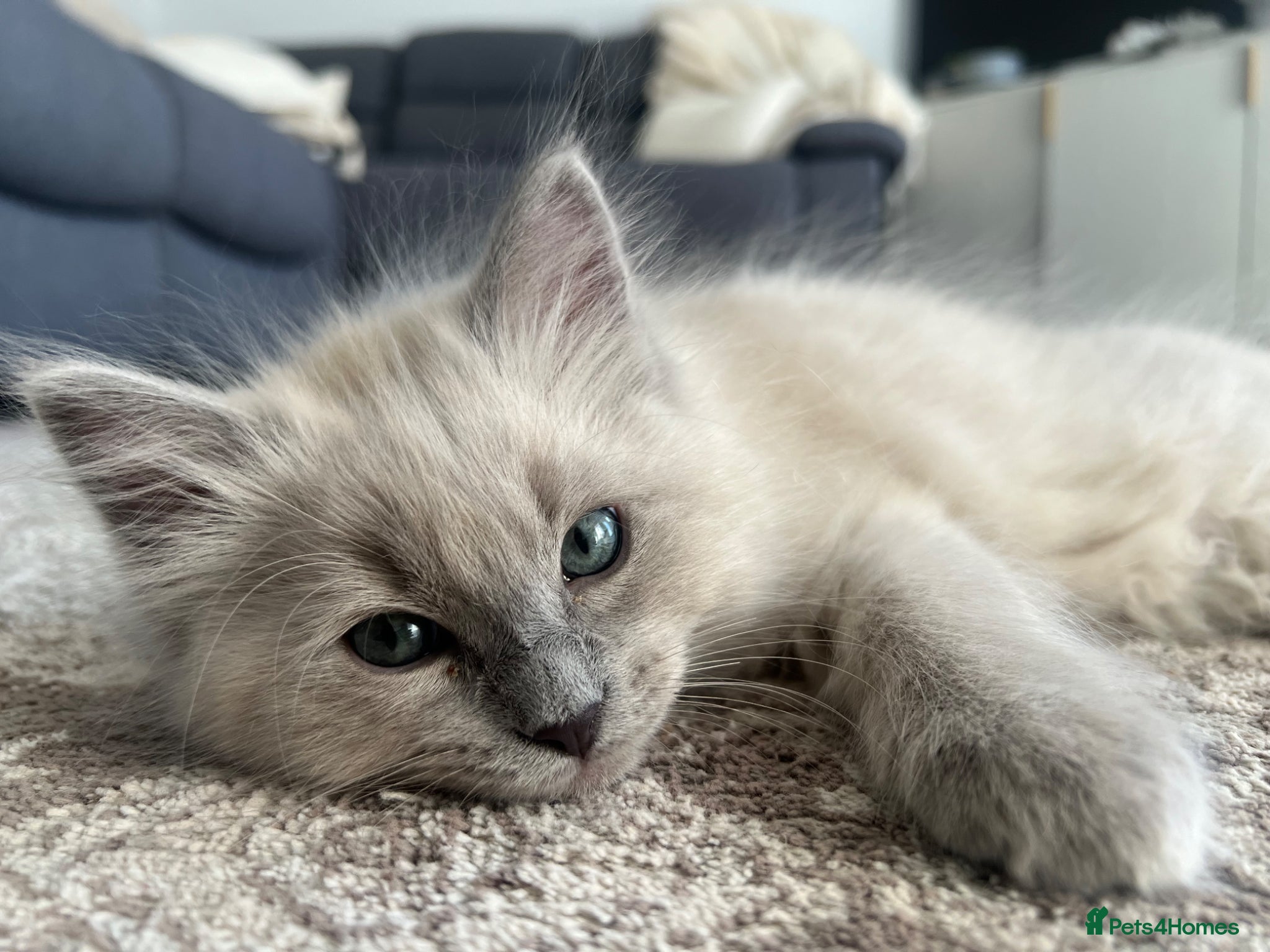 Ragdoll cats 🩶 READY NOW Blue Mink Cherubim BOY 🩶 - Advert 1