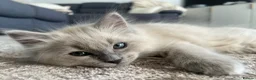 Ragdoll cats for sale: 🩶 READY NOW Blue Mink Cherubim BOY 🩶 - Advert 1