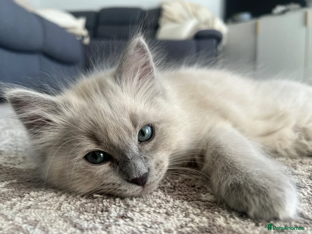 Ragdoll cats for sale: 🩶 READY NOW Blue Mink Cherubim BOY 🩶 - Advert 1