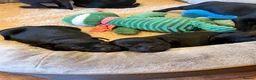 Staffordshire Bull Terrier dogs for sale: Black KC Reg/Health Tested Staffordshire Puppies. - Advert 10