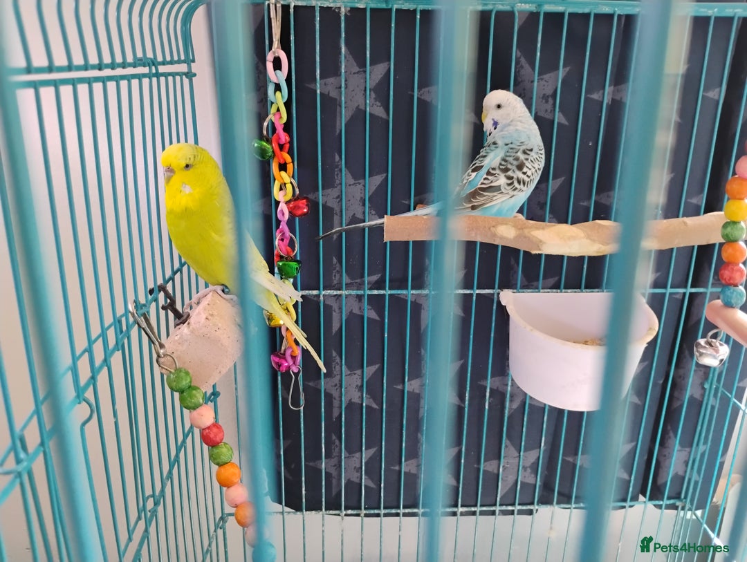 Budgerigars birds for sale: 2 Budgies and Cage - Image 4
