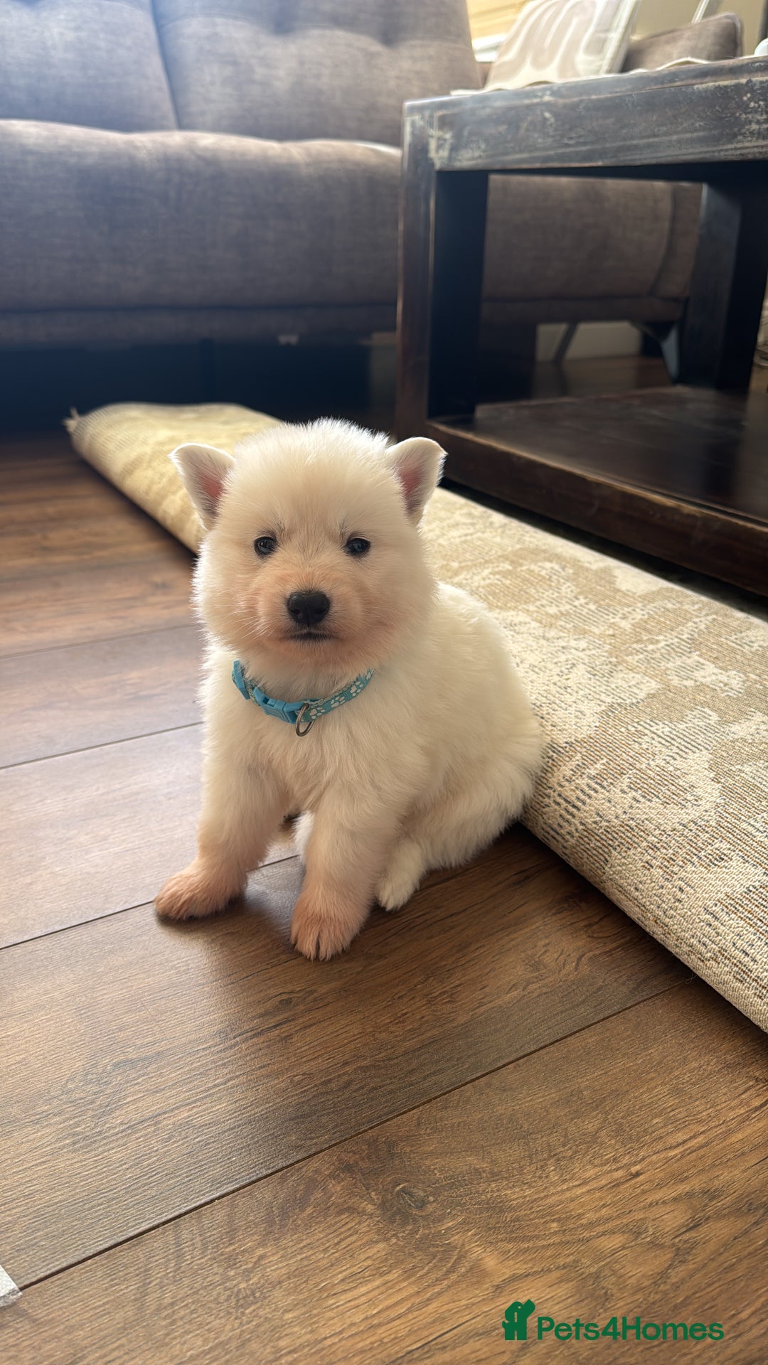 White Swiss Shepherd dogs for sale: WSS One boy and one girl available  - Advert 10