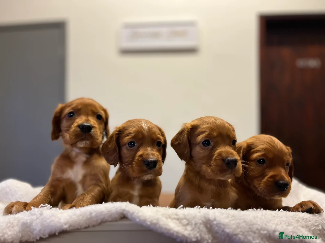 Cocker Spaniel dogs for sale: Kc Fox red, working cocker spaniels pups - Advert 15