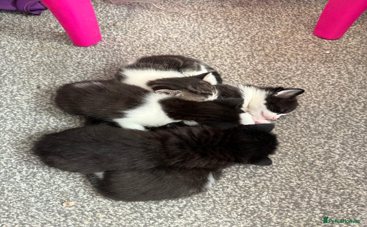 Mixed Breed cats - Advert 15