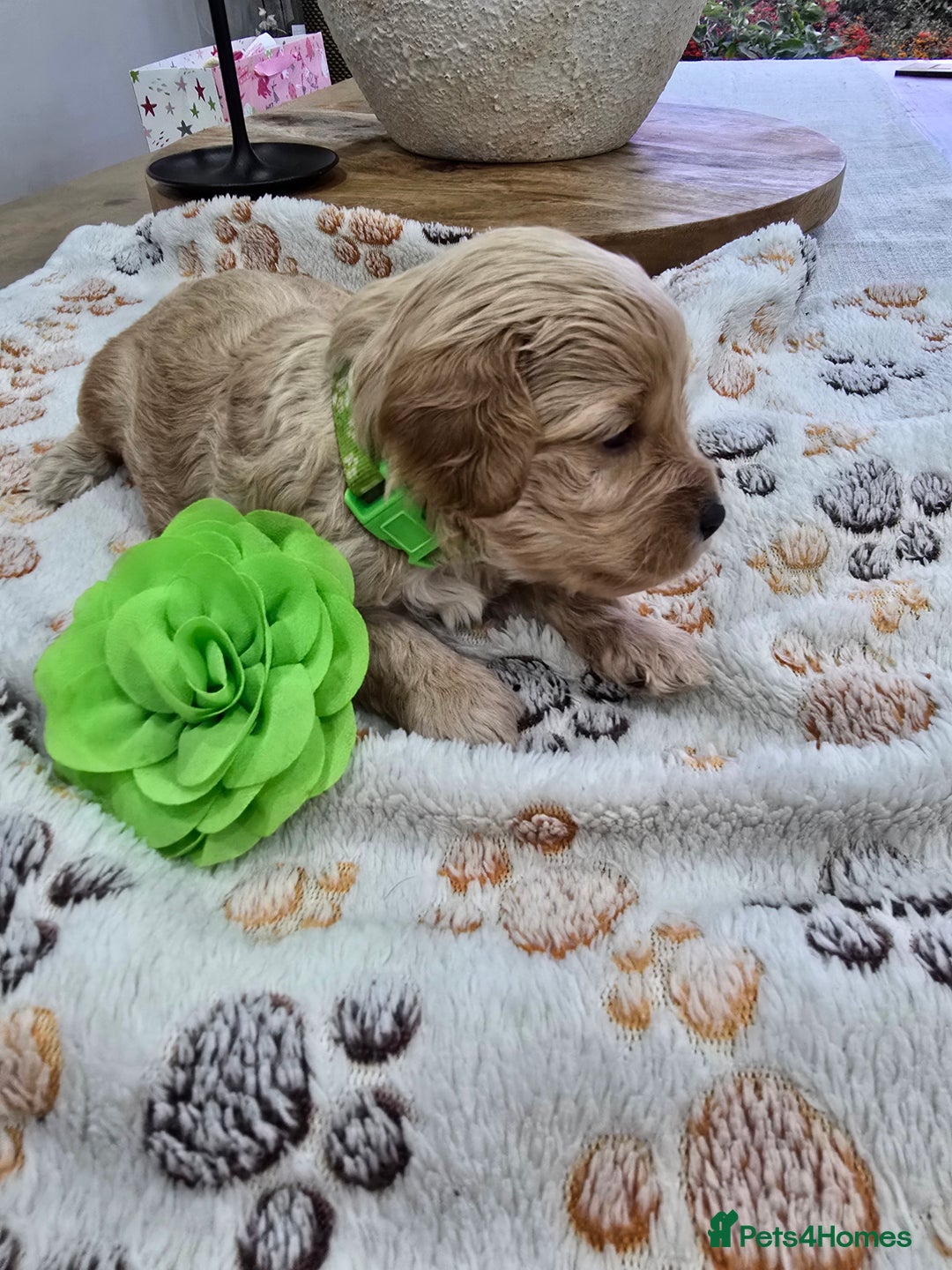 Cavapoo dogs for sale: Beautiful fully health tested cavapoo puppies  - Advert 30