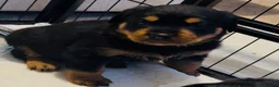 Rottweiler dogs for sale: 2 Gorgeous full pedigree Rottweiler puppies left  - Advert 4