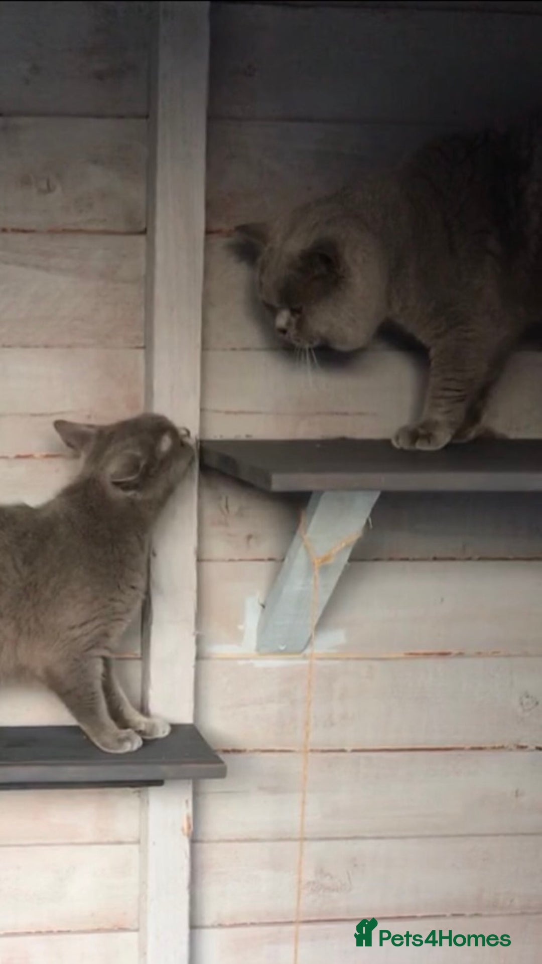 British Shorthair cats for stud: 💙 RARE COLOUR STUDS GCCF & TICA EAST MIDLANDS  in Derby - Image 2