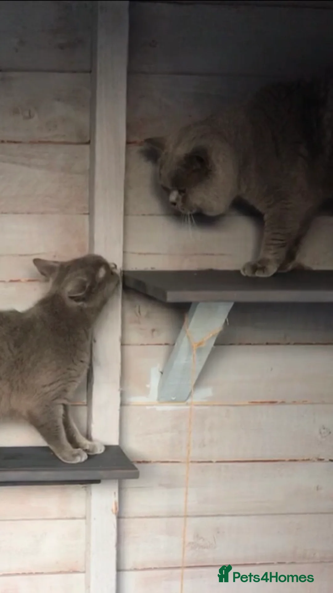 British Shorthair cats for stud: 💙 RARE COLOUR STUDS GCCF & TICA EAST MIDLANDS  in Derby - Advert 3