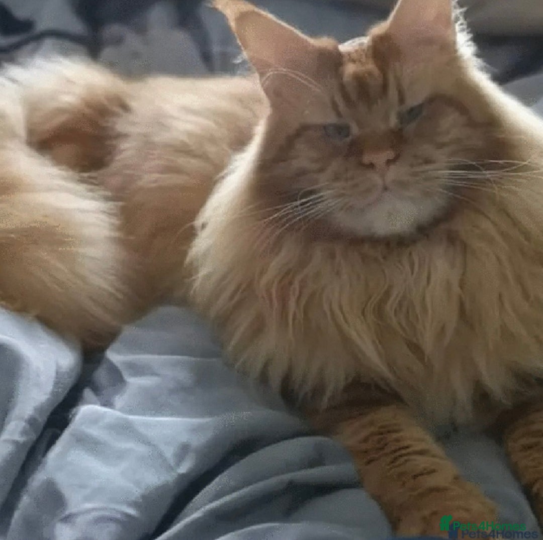 Maine Coon cats for sale: 💛LAST Sweet MaineCoons looking for forever home💛 - Advert 10