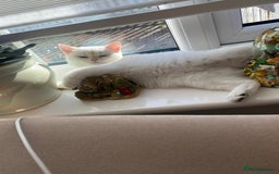 British Shorthair cats for sale: British shorthair golden point - Image 11