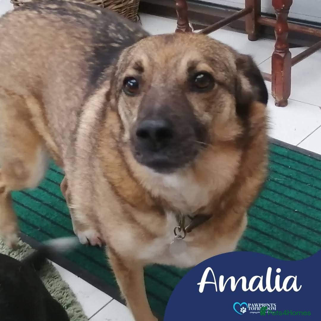 Mixed Breed dogs Meet Amalia, currently residing in Derbyshire  - Advert 1