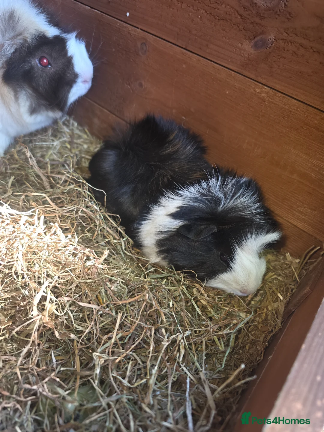 Guinea Pig rodents for sale: Oatie & Oliver  - Advert 2