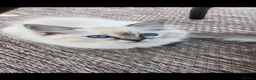 Ragdoll cats for sale: Ragdolls Mink Sepia TICA Cherubims Quality  - Advert 11