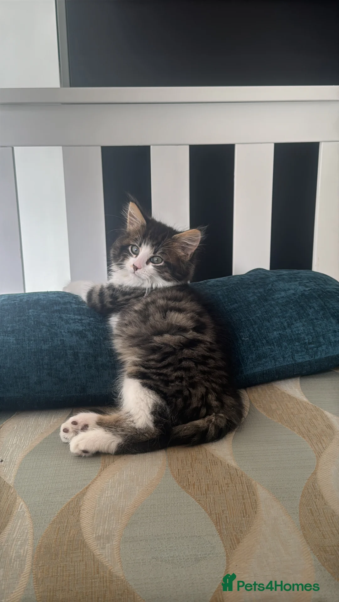 Mixed Breed cats for sale: 2 beautiful kittens, 8 weeks, more in description. - Advert 1