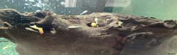 Plecos fish for sale: Blue-eyed lemon bristlenose Pleco juvenile  in Southampton - Advert 5