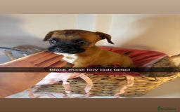 Boxer dogs for sale: Flashy boxer/red - natural bob tail/tail  - Image 22