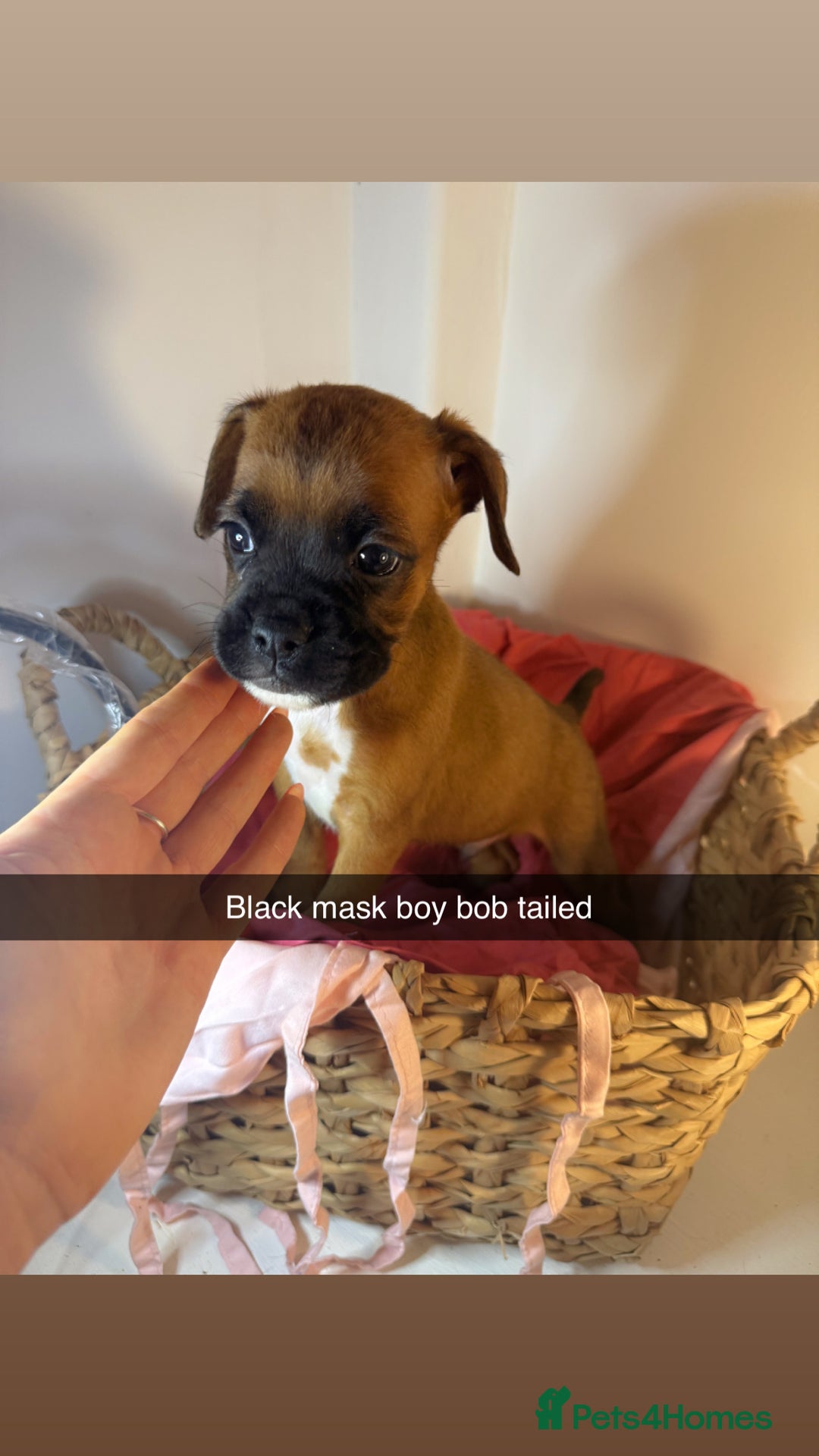 Boxer dogs for sale: Flashy boxer/red - natural bob tail/tail  - Image 22