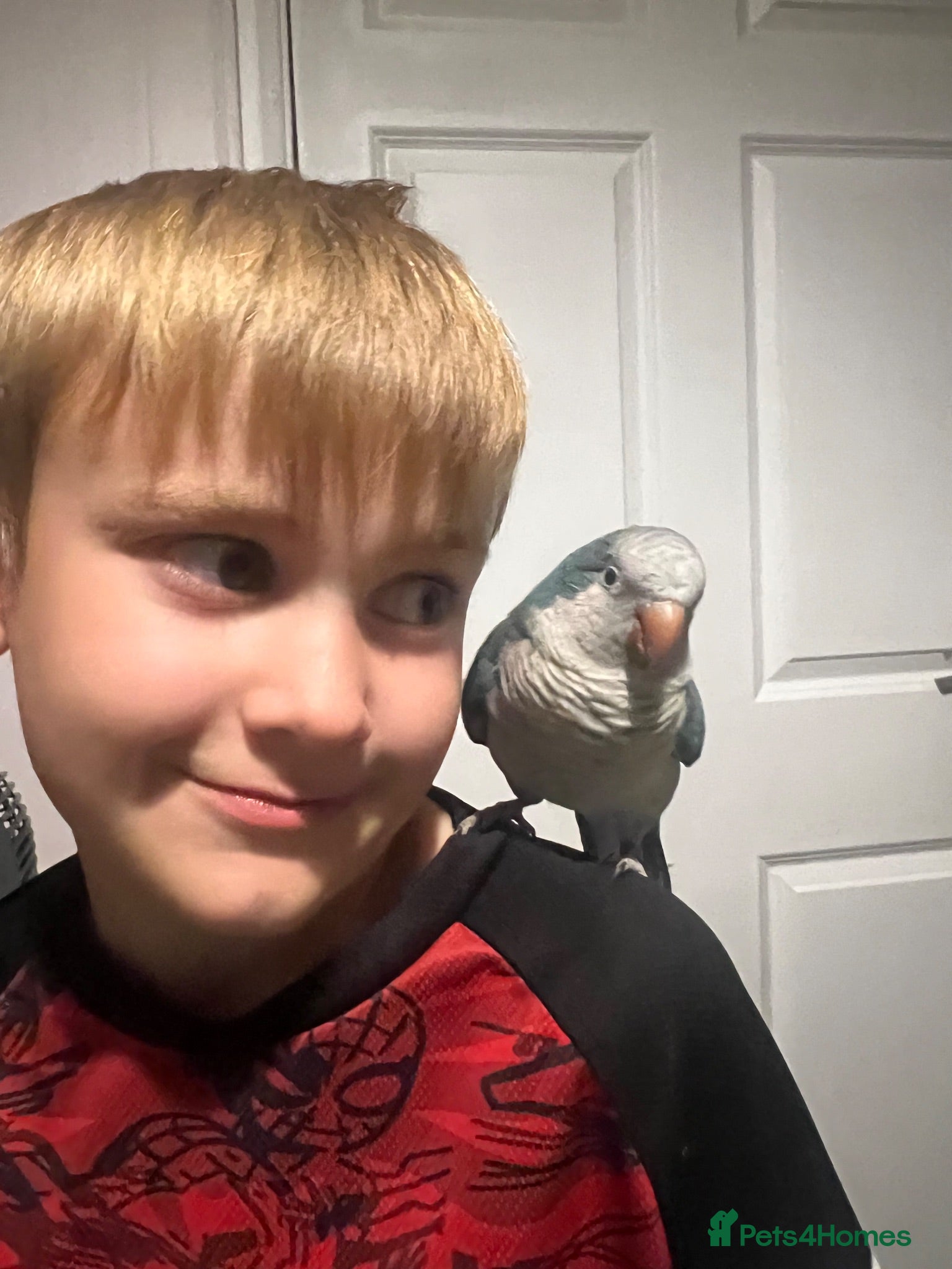 Parrots birds Quacker parrot  - Advert 1