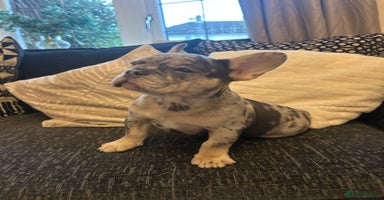 French Bulldog dogs - Advert 8