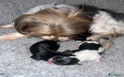 Mixed Breed dogs for sale: Beautiful Mini Yorkshire Terrier/ Biewer Litter  - Image 4