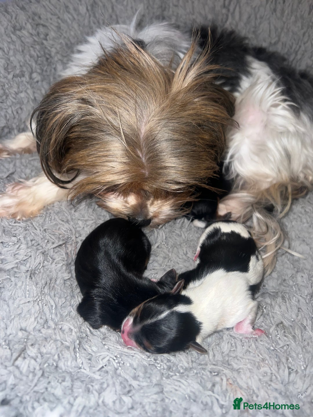 Mixed Breed dogs for sale: Beautiful Mini Yorkshire Terrier/ Biewer Litter  - Image 4