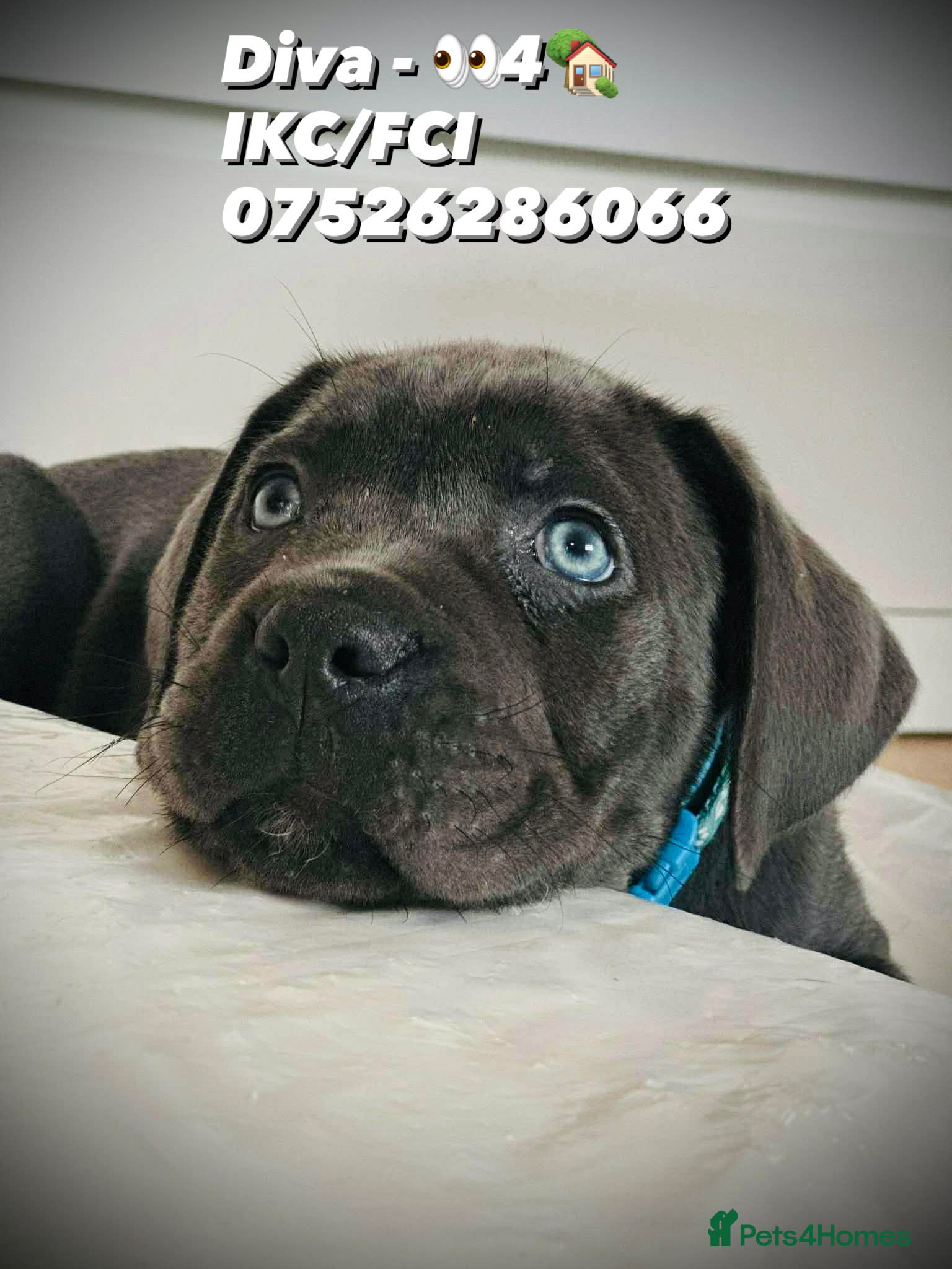 Cane Corso dogs Balestra Magica Corso IKC/FCI  - Advert 2