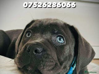 Cane Corso dogs Balestra Magica Corso IKC/FCI - Advert 7