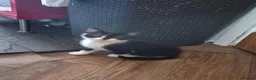 Mixed Breed cats for sale: 4 black and white kittens  - Advert 5