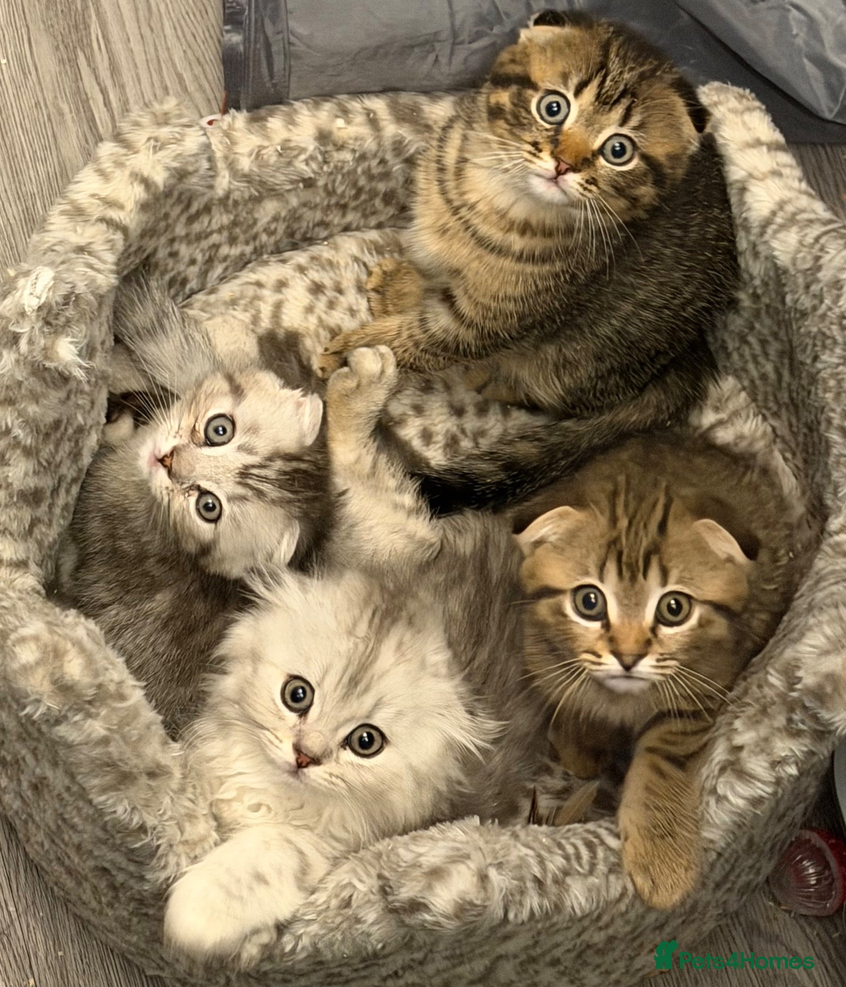 Scottish Fold cats Scottish Fold kittens  - Advert 1
