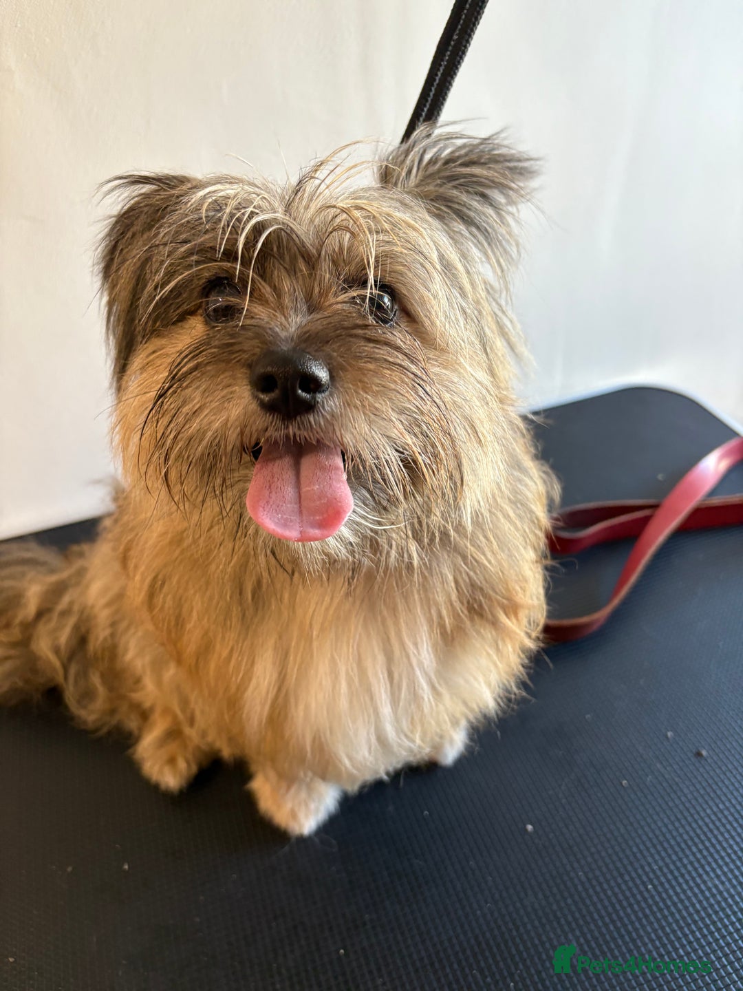 Mixed Breed dogs for sale: Mixed breed puppies - Advert 1