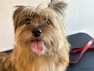 Mixed Breed dogs Mixed breed puppies - Advert 1