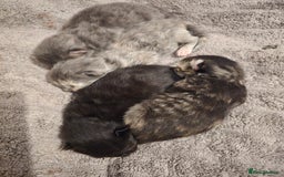 Ragdoll cats for sale: Ragdoll cross kittens  - Image 5