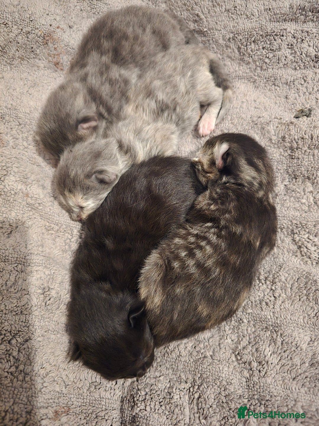 Ragdoll cats for sale: Ragdoll cross kittens  - Image 5