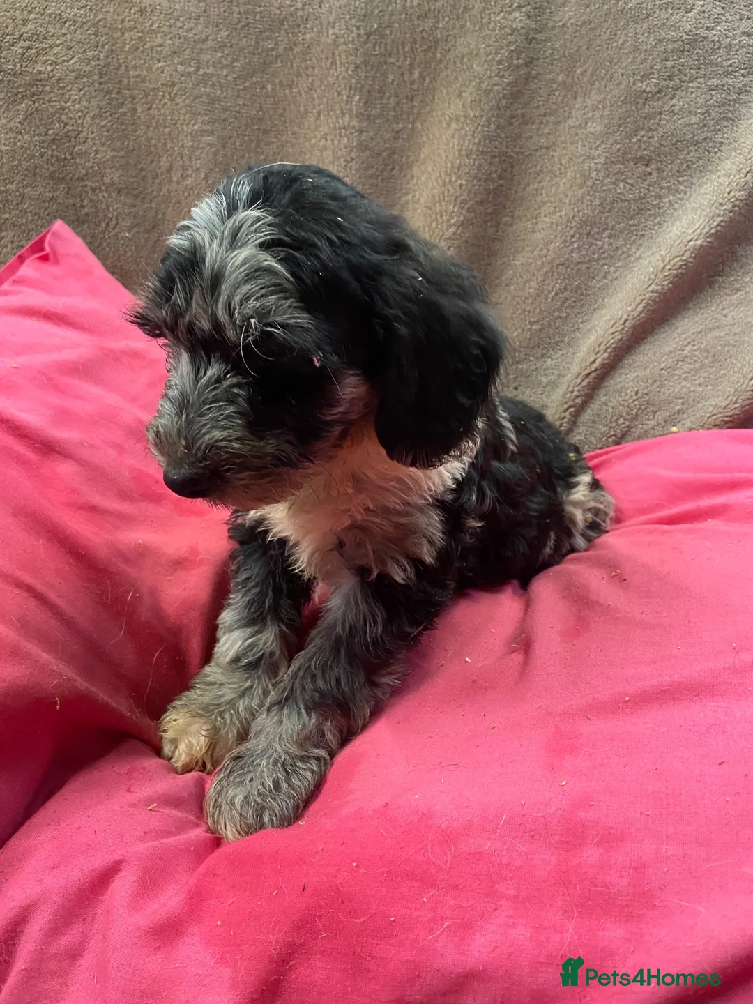 Sproodle dogs for sale: Sproodle  - Advert 13