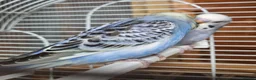 Budgerigars birds for sale: Baby Budgies  in Walsall - Advert 5