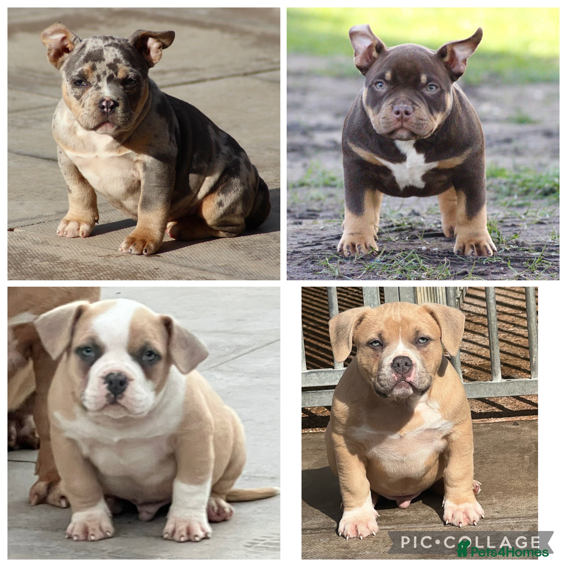 American Bully dogs American Bullys READY NOW  - Advert 3
