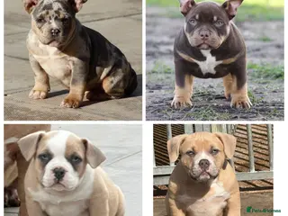 American Bully dogs American Bullys READY NOW - Advert 3