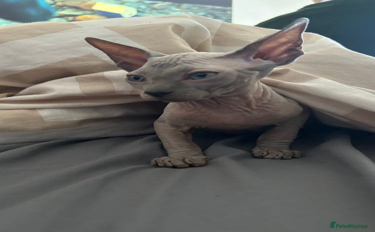 Sphynx cats - Advert 11
