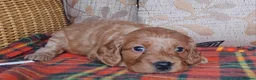 Cockapoo dogs for sale: Cockapoo puppies for sale south wales - Advert 11