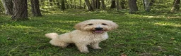 Goldendoodle dogs for sale: Beautiful Standard Goldendoodle Female - Advert 3