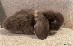 Mini Lop rabbits for sale: Healthy lovely bunny  - Advert 7