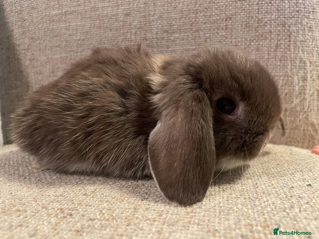 Mini Lop rabbits for sale: Healthy lovely bunny  - Advert 7
