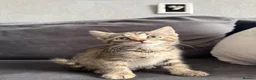 Domestic Shorthair cats for sale: Beautiful domestic shorthair kittens for sale in Plymouth - Advert 13