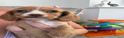 Cocker Spaniel dogs for sale: Outstanding cocker spaniel puppies - Advert 23