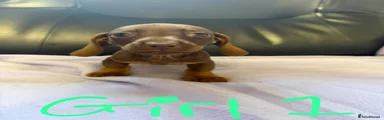 Dachshund 1