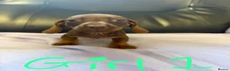 Dachshund dogs for sale: Dachshund puppies - Advert 31